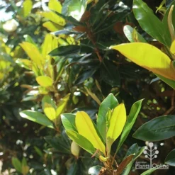 Magnolia Little Gem -NatureNest Shop apo magnolia little gem backlit