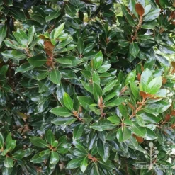 Magnolia Little Gem -NatureNest Shop apo magnolia little gem hedge