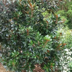 Magnolia Little Gem -NatureNest Shop apo magnolia little gem tree