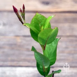 Mandevilla All Season Pink -NatureNest Shop apo mandevilla all season pink tubestock2