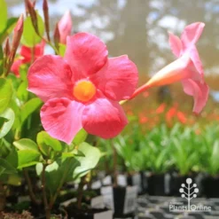 Mandevilla All Season Pink -NatureNest Shop apo mandevilla asp2