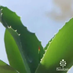 Mangave Falling Waters - Succulent -NatureNest Shop apo mangave falling waters teeth