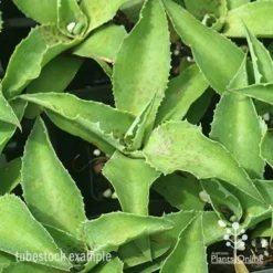 Mangave Falling Waters - Succulent -NatureNest Shop apo mangave falling waters tubestock