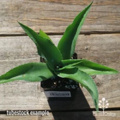 Mangave Falling Waters - Succulent -NatureNest Shop apo mangave falling waters tubestock top