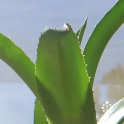 Mangave Red Wing - Succulent 11 Mangave Red Wing - Succulent -NatureNest Shop apo mangave red wing teeth