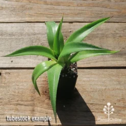 Mangave Red Wing - Succulent 10 Mangave Red Wing - Succulent -NatureNest Shop apo mangave red wing tubestock top