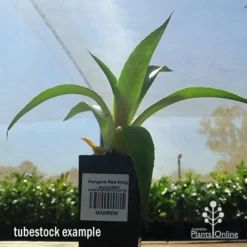 Mangave Red Wing - Succulent 9 Mangave Red Wing - Succulent -NatureNest Shop apo mangave red wing tubestock 1