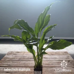 Spathiphyllum Maracay - Peace Lily -NatureNest Shop apo maracay tubestock office