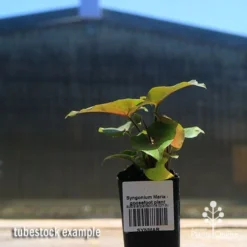 Syngonium Maria - Goosefoot Plant -NatureNest Shop apo maria syngonium tubestock