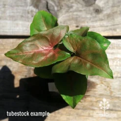 Syngonium Maria - Goosefoot Plant -NatureNest Shop apo maria syngonium tubestock top