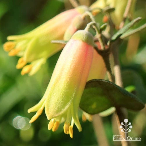 Correa Marian's Marvel 6 Correa Marian's Marvel - Image 6