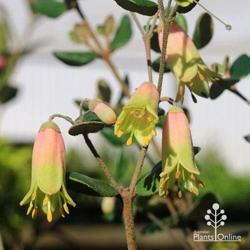 Correa Marian's Marvel 1 Correa Marian's Marvel