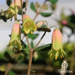 Correa Marian's Marvel 27 Correa Marian's Marvel -NatureNest Shop apo marians marvel correa tubestock flowering