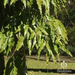 Mast Tree - Polyalthia -NatureNest Shop apo mast tree foliage noosa