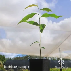 Mast Tree - Polyalthia -NatureNest Shop apo mast tree polyalthia tubetsock