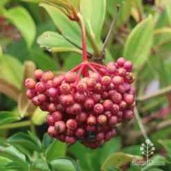 Medinilla - Malaysian Orchid 17 Medinilla - Malaysian Orchid -NatureNest Shop apo medinilla myriantha berry cluster