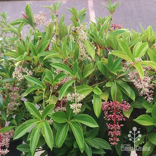 Medinilla - Malaysian Orchid 1 Medinilla - Malaysian Orchid