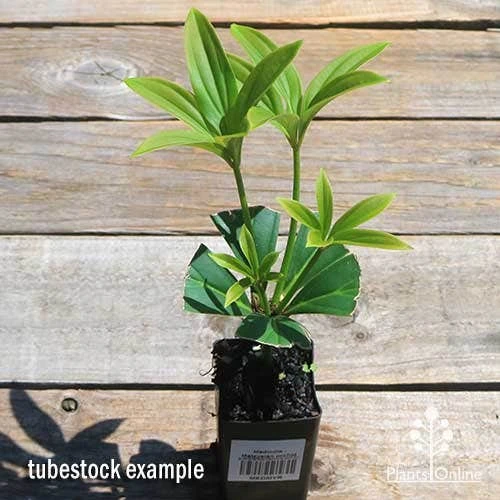 Medinilla - Malaysian Orchid 5 Medinilla - Malaysian Orchid - Image 5