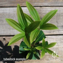 Medinilla - Malaysian Orchid 16 Medinilla - Malaysian Orchid -NatureNest Shop apo medinilla tubestock top2