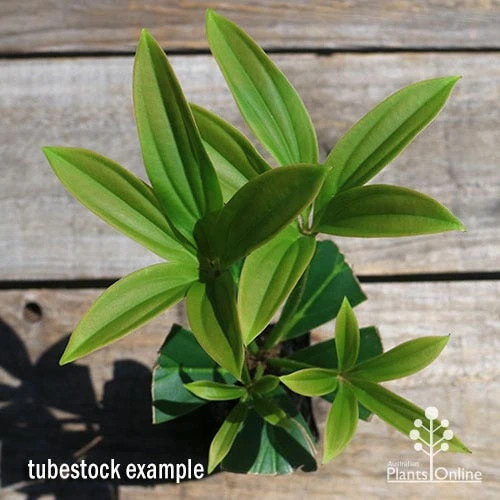 Medinilla - Malaysian Orchid 7 Medinilla - Malaysian Orchid - Image 7