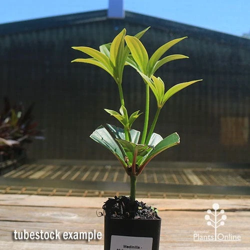 Medinilla - Malaysian Orchid 9 Medinilla - Malaysian Orchid - Image 9