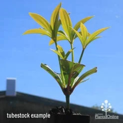 Medinilla - Malaysian Orchid 19 Medinilla - Malaysian Orchid -NatureNest Shop apo medinilla tubestock2