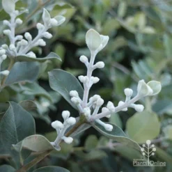 Metrosideros Velvet Sky - NZ Christmas Bush -NatureNest Shop apo metrosideros new leaf silver