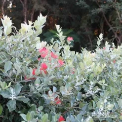 Metrosideros Velvet Sky - NZ Christmas Bush