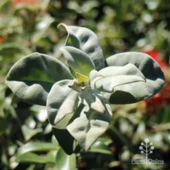 Metrosideros Velvet Sky - NZ Christmas Bush -NatureNest Shop apo metrosideros velet sky silver