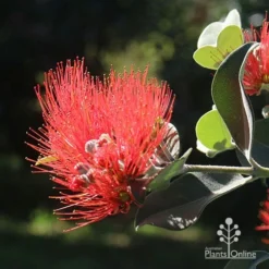 Metrosideros Velvet Sky - NZ Christmas Bush -NatureNest Shop apo metrosideros velvet sky flower
