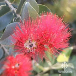 Metrosideros Velvet Sky - NZ Christmas Bush -NatureNest Shop apo metrosideros velvet sky flowers