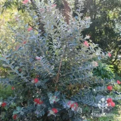 Metrosideros Velvet Sky - NZ Christmas Bush -NatureNest Shop apo metrosideros velvet sky silver foliage