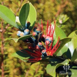Metrosideros Velvet Sky - NZ Christmas Bush -NatureNest Shop apo metrosideros vics blue buds