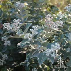 Metrosideros Velvet Sky - NZ Christmas Bush -NatureNest Shop apo metrosideros vics blue foliage