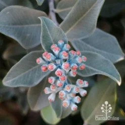 Metrosideros Velvet Sky - NZ Christmas Bush -NatureNest Shop apo metrosideros vics blue velvet sky