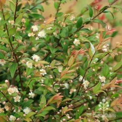 Austromyrtus Dulcis - Midgem Berry 24 Austromyrtus Dulcis - Midgem Berry -NatureNest Shop apo midgem berry austromyrtus planting