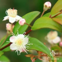 Austromyrtus Dulcis - Midgem Berry 26 Austromyrtus Dulcis - Midgem Berry -NatureNest Shop apo midgem berry flowers