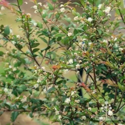 Austromyrtus Dulcis - Midgem Berry 31 Austromyrtus Dulcis - Midgem Berry -NatureNest Shop apo midgem berry nursery