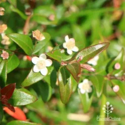 Austromyrtus Dulcis - Midgem Berry 33 Austromyrtus Dulcis - Midgem Berry -NatureNest Shop apo midgem flowers