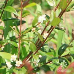 Austromyrtus Dulcis - Midgem Berry 37 Austromyrtus Dulcis - Midgem Berry -NatureNest Shop apo midgem in floewr