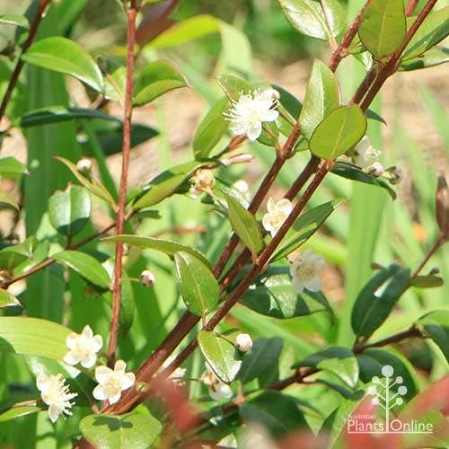 Austromyrtus Dulcis - Midgem Berry 18 Austromyrtus Dulcis - Midgem Berry - Image 18