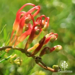 Grevillea Mini Marvel -NatureNest Shop apo mini marvel bud