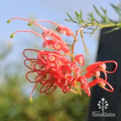 Grevillea Mini Marvel -NatureNest Shop apo mini marvel flower opening