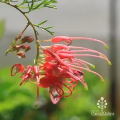 Grevillea Mini Marvel -NatureNest Shop apo mini marvel grevillea flower closeup