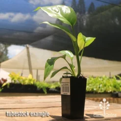 Philodendron Minima - Mini Monstera -NatureNest Shop apo mini monstera tubestock