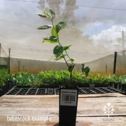 Blueberry Misty -NatureNest Shop apo misty tubestock side