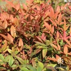 Nandina Moonbay -NatureNest Shop apo moonbay winter colours