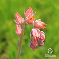 Echeveria Morning Beauty - Succulent -NatureNest Shop apo morning beauty flowerstem