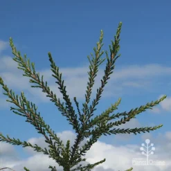 Leptospermum Liversidgei Mozzie Blocker -NatureNest Shop apo mozzie blocker blue sky