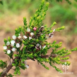 Leptospermum Liversidgei Mozzie Blocker -NatureNest Shop apo mozzie blocker flowering stem